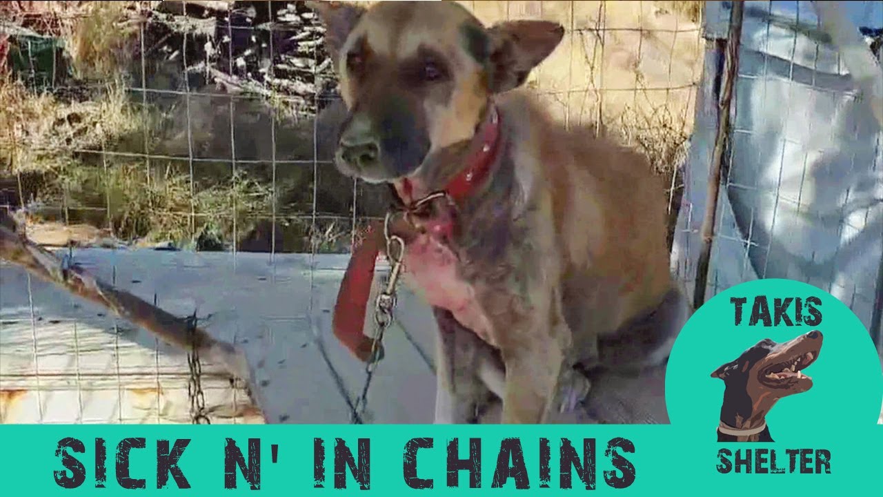 This sick dog was chained permanently but she waited patiently to be rescued - Myrto - Takis