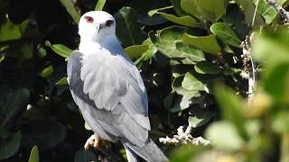 1080312新北市八里黑翅鳶(Elanus caeruleus)2