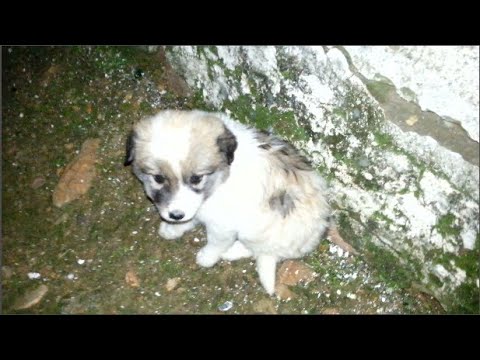 puppy wandering at night