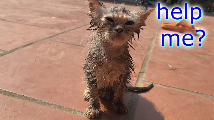 Watch the video about A 2-month-old kitten is bathed for the first time by its mother