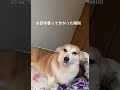 【コーギー】表情豊かで可愛いしいつもお留守番ありがとう🥺#くきたん #コーギー #shorts #犬