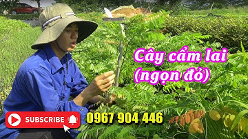 Cây cẩm lai - Trồng kinh tế ổn định bền vững hãy lựa chọn ngay cây gỗ cẩm lai - 0967 904 446