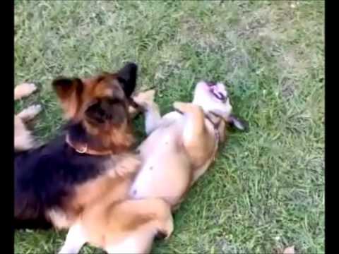 english to german shepherd