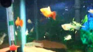 May 2007 Aquarium Part One