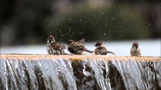 ヴィヴァルディ: マンドリン協奏曲 ハ長調 RV 425：第1楽章［ナクソス・クラシック・キュレーション #かわいい］