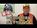 北海道で内臓がなく、血が一滴もない乳牛が次々と発見!犯人はヒグマ「OSO18」だった…。