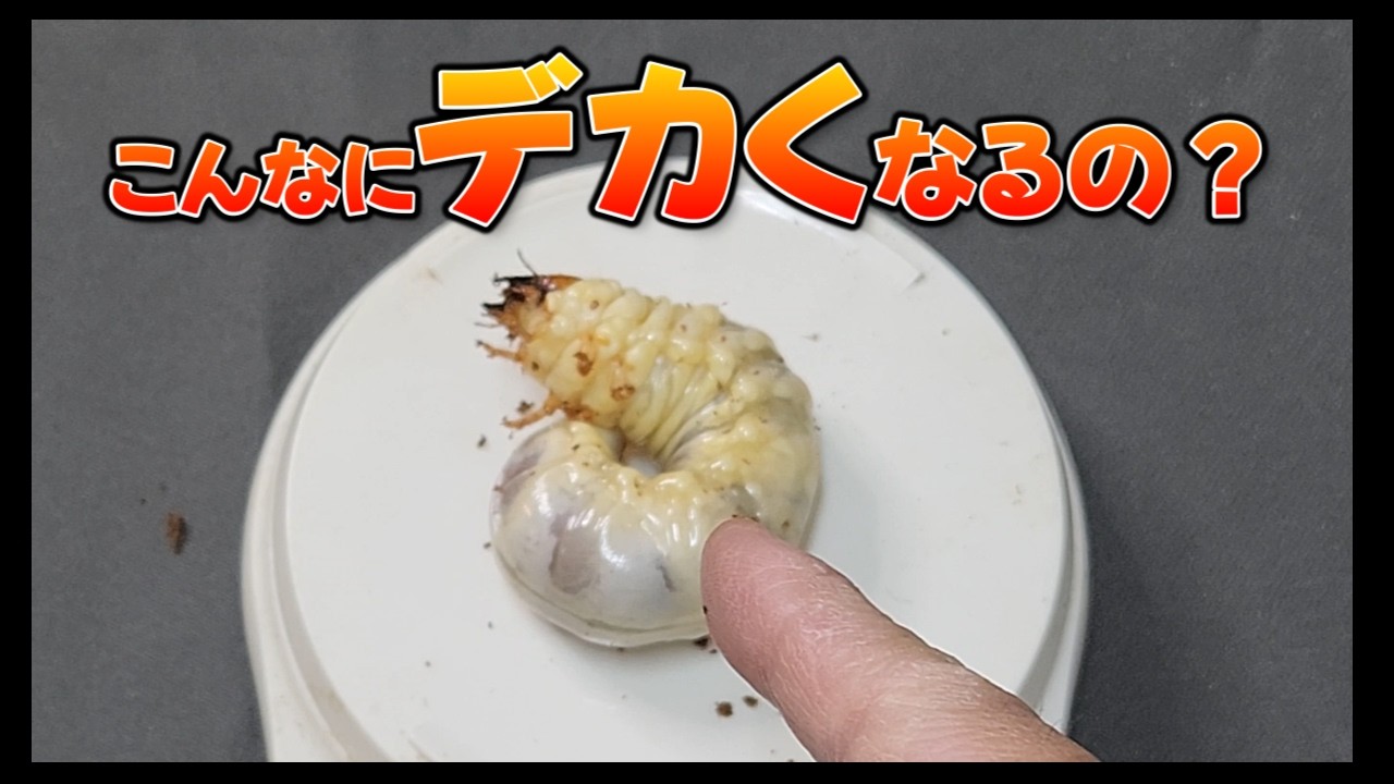 I Raised Large-Lineage Japanese Giant Stag Beetle Larvae — The