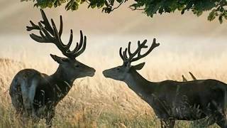 Poin 2 Sekaligus, Huntingberburu Ayam Liar Dipulau Sabaody Reupload