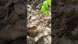 Download Lagu Burung terong atau puyuh hutan MP3