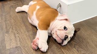 ¡No podrás parar de reír! 🤣 Cachorros que Nacieron para Ser Comediantes