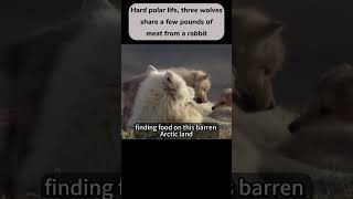 Three Wolves Compete Over One Rabbit in the Arctic 🔥 #Shorts #Viral #Wolves #Nature