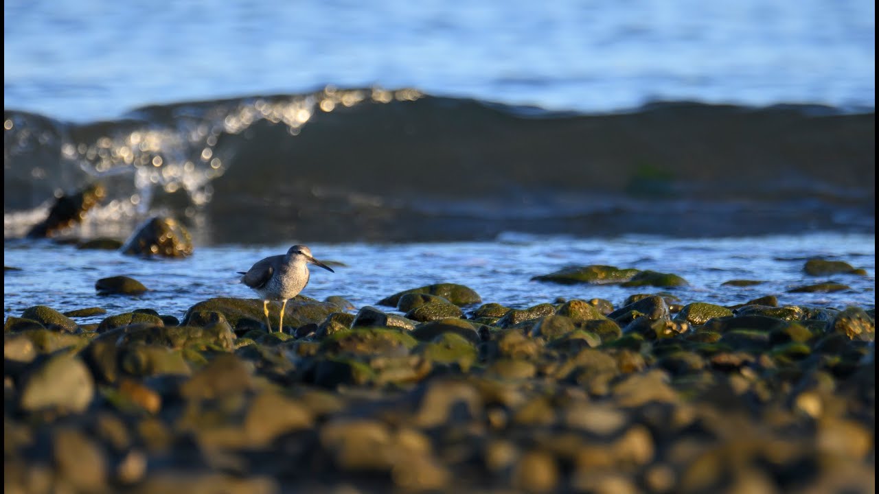 Grey tailed Tattler - YouTube