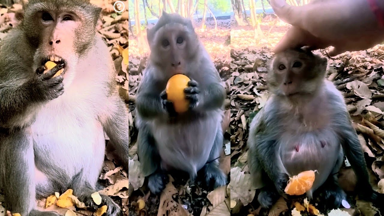 Fun with little monkeys - YouTube