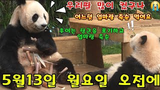 에버랜드 판다월드 2024년 5월 13일 월요일 ☆후이는 당근을 외면하고 엄마 와 by panda stick 월드 31,460 views 3 days ago 14 minutes, 23 seconds