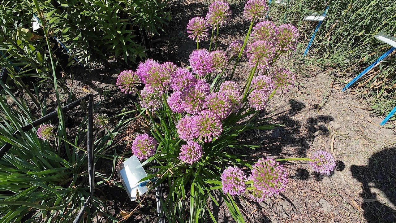 Comparison of rhizomateous Allium cultivars - perennial ornamental onions [4K]