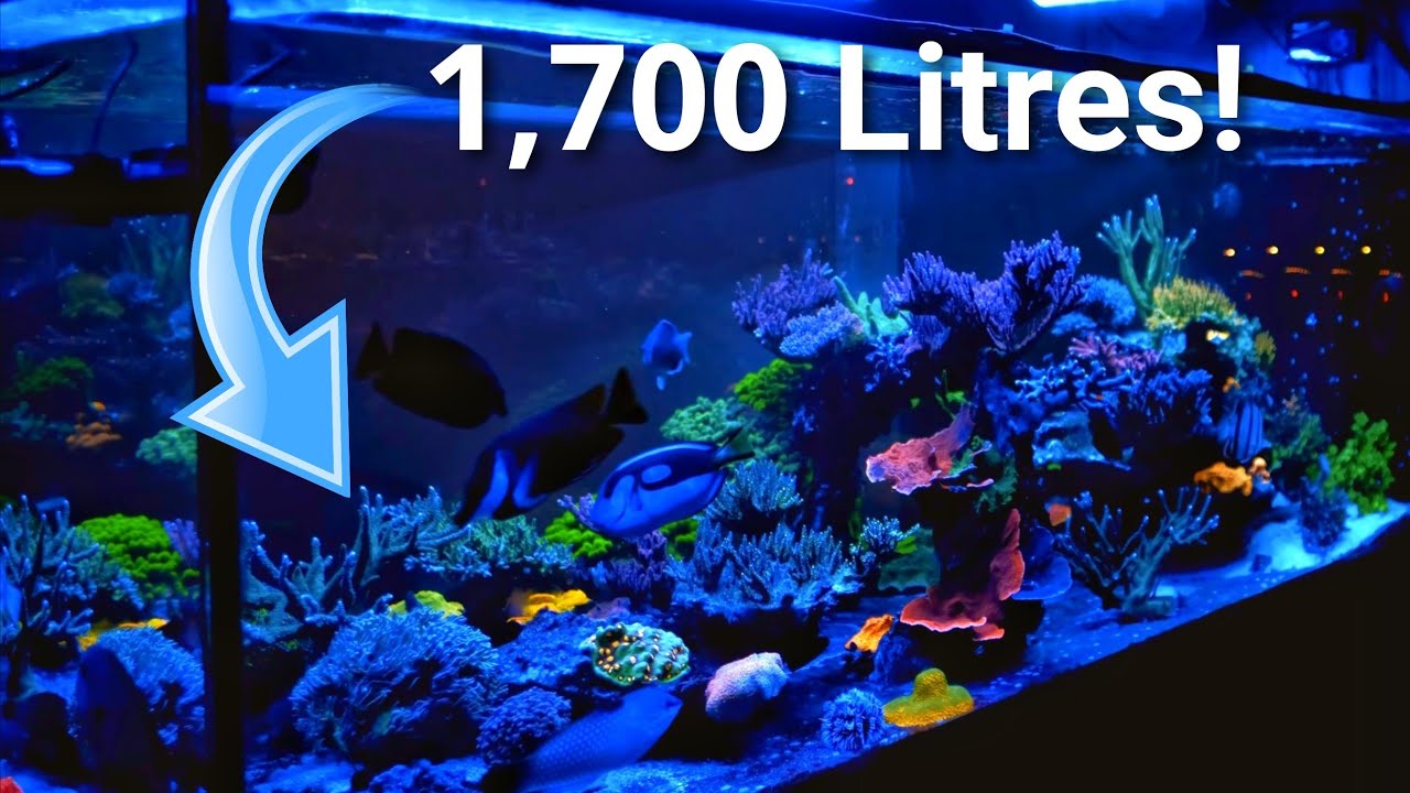 Abass's 450 Gallon Acropora Aquarium