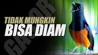 TIDAK MUNGKIN DIAM MENDENGAR TEMBAKAN MURAI BATU LANGSUNG IKUT GACOR | SHAMA BIRD INDONESIA