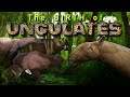 Early ungulates and convergent evolution