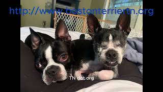 PSA for Boston Terrier Rescue