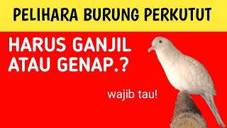 memelihara burung perkutut sebaiknya ganjil atau genap? simak video ini