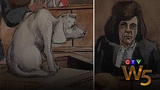 Yoyo and Rusty: Cats and dogs on trial in Toronto’s animal court | From the Archives