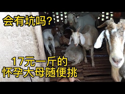 陪粉丝买羊——17元一斤的怀孕大母羊随便挑，看着好心动，真划算
