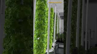 Begini Teknologi Pertanian Vertikal  Indoor Aeroponik