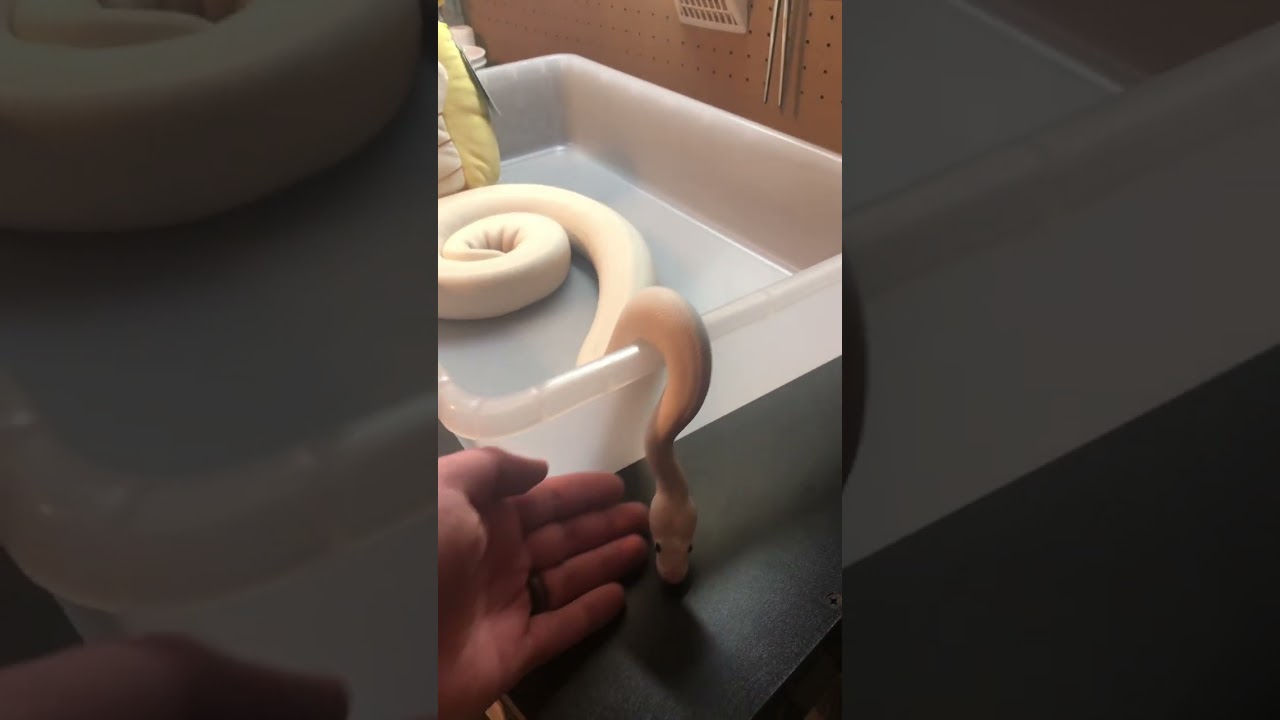 Super fire ball python. White snake. 