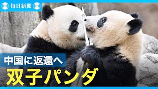 上野動物園の双子パンダ　中国に返還へ