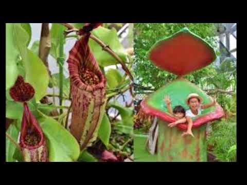 【食虫植物）ヤバイ！　ウツボカズラ！～人間をも捕食すんの！？