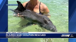 Baby dolphin struck by vessel saved near South Florida beach
