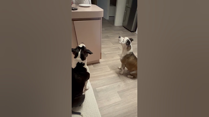 The Disrespect is real..#foodorientated #disrespect #ralph #humphrey #staffy