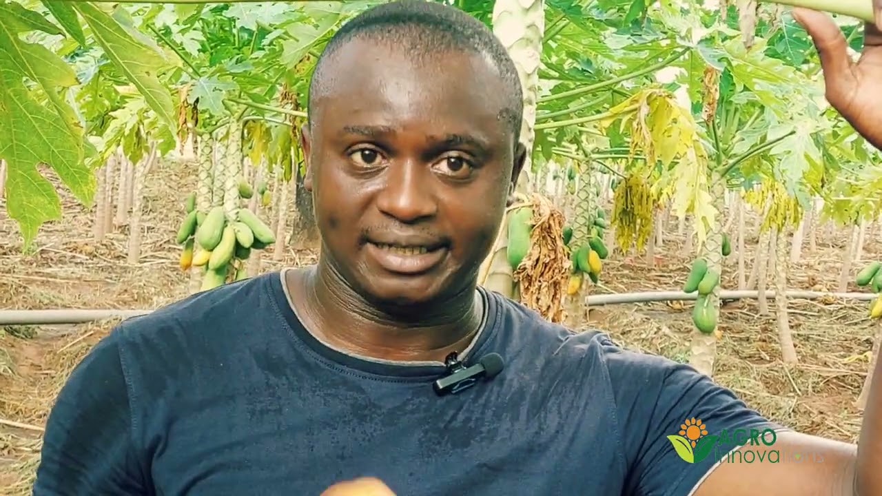 Gagner 300 000 francs CFA par Semaine avec la meilleure Veriété de Papayer au monde Calina IPB9