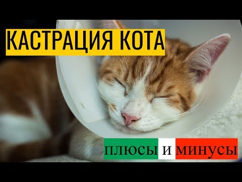 Кастрация кота: плюсы и минусы. В каком возрасте планировать операцию?