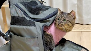 Download Lagu 【ご報告】舐め壊しで愛猫のおハゲが再発してしまいました… MP3