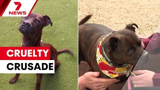 RSPCA success story gives hope amid surge of animal cruelty cases | 7NEWS