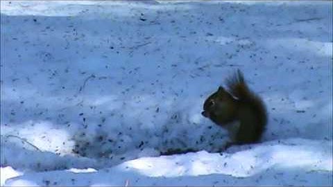 Audio Visual Catnip- April Mix