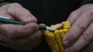 How Fall-Applied Nitrogen Helps Next Spring’s Corn Crop