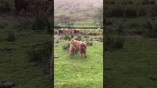 Discover the Charm of Highland Cows: A Visual Journey