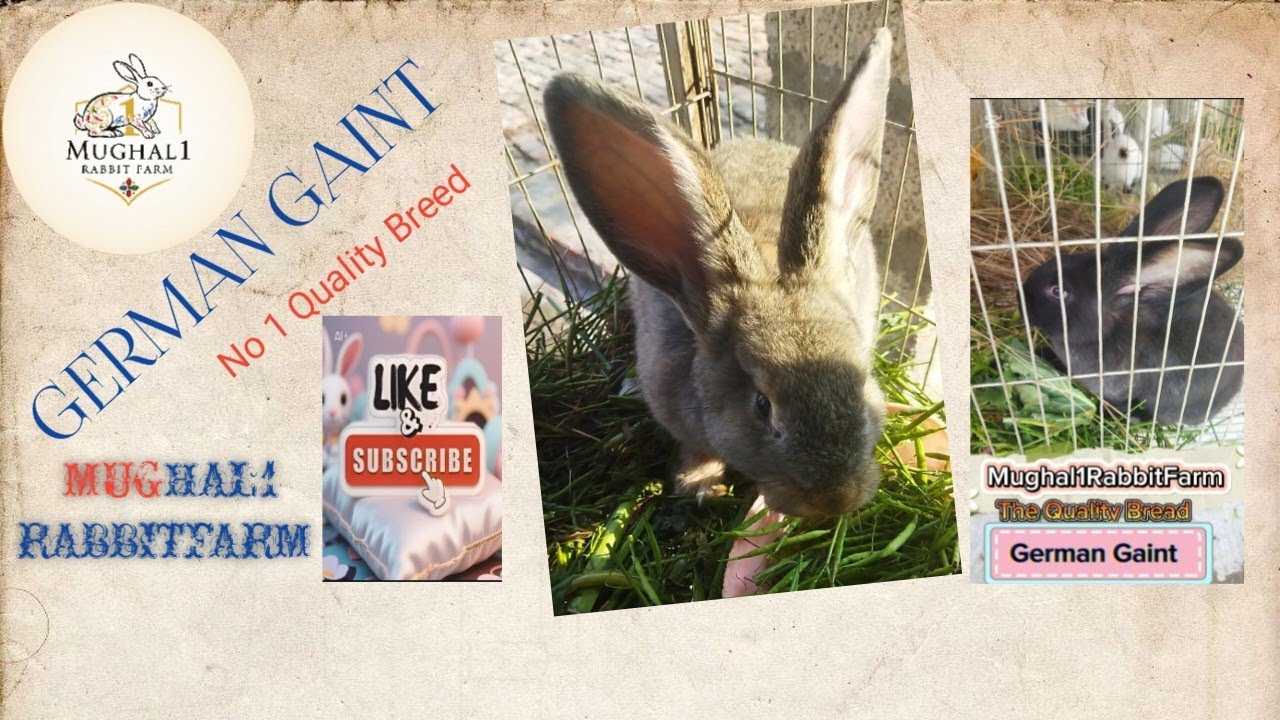 German Gaint Rabbit|Gaint Rabbit|Flemish Gaint| #rabbitfarming #rabbit #viralvideo #fyp #fypシ#foryou