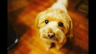 戦略会議！雑談配信です⚡12月28日のやなチャン！