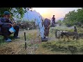 "Hard Life of Nomads | Family Harvesting Hay with the Help of a Donkey 🐴🌾"