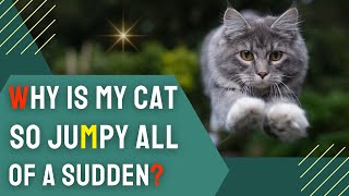 Why is My Cat So Jumpy All of a Sudden? | Cat Anxiety Explained