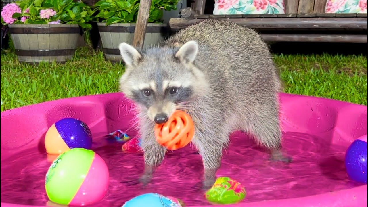 Baby Raccoons Playing in the Backyard | Dog Cat TV - YouTube