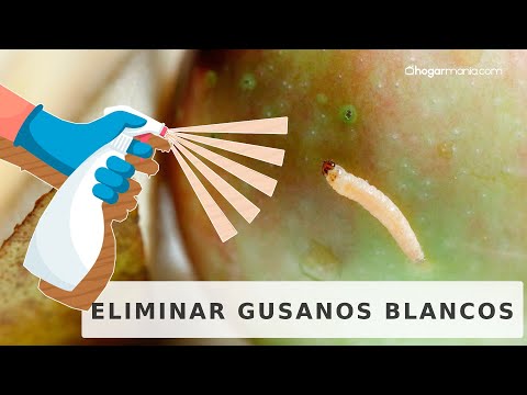 Video: ¿Cómo deshacerse de las larvas de gusano?