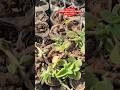 Ajwain plant ko cutting se kase thyar kare 📱 9829719227 #vkjnursery #ajwain #ajwainplant