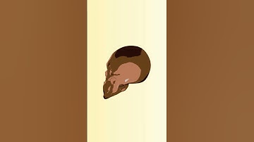 skull sculpt in blender + Eevee toon shader #eevee #blender #blender3d #shorts