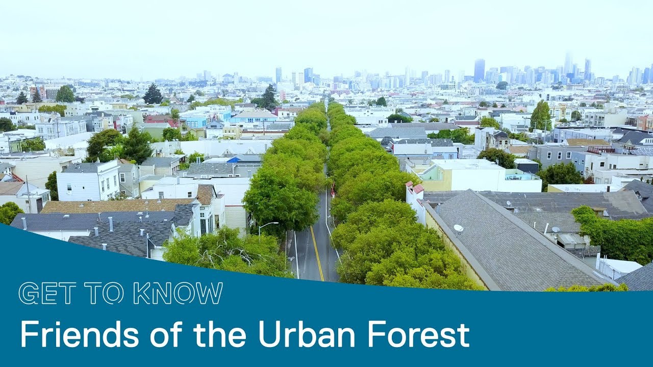 Friends of the Urban Forest Plants Tens of Thousands of Trees in San