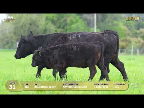 LOTE 031
