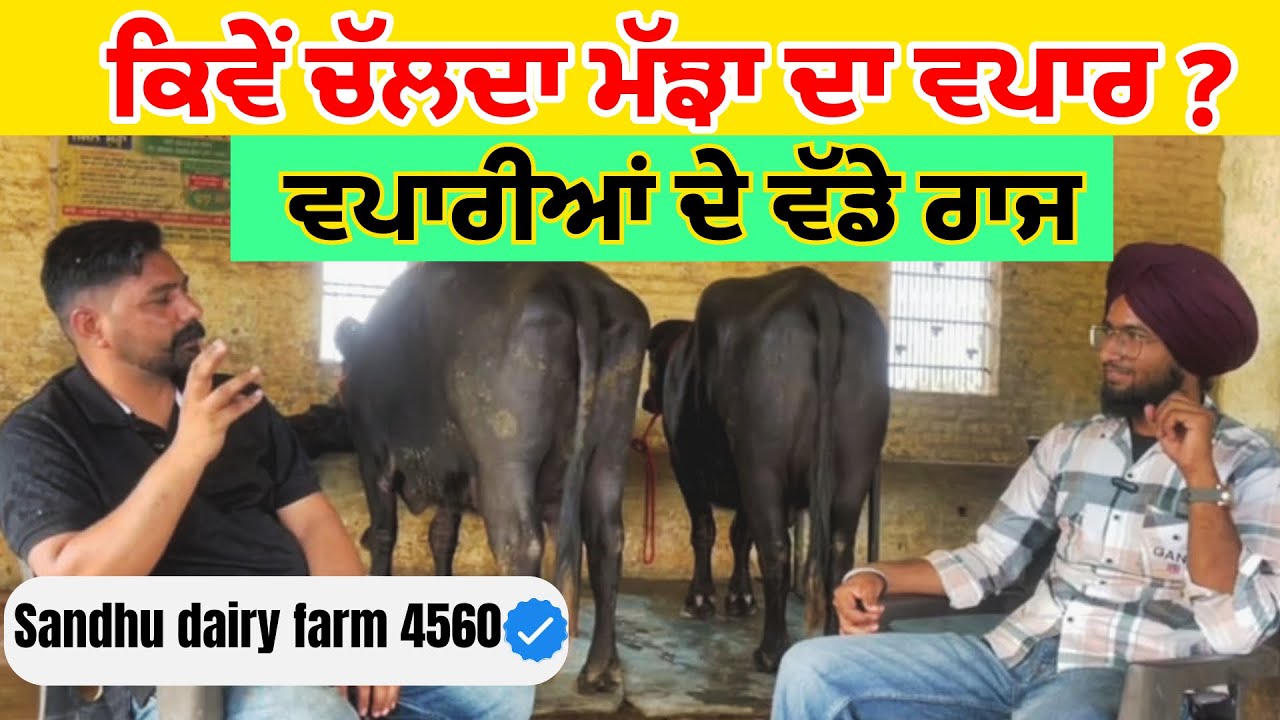 ਮੱਝਾਂ ਦਾ ਸਫ਼ਲ ਵਪਾਰ||ਨਵੇਂ ਪਸ਼ੂ ਤੋਂ ਪੂਰਾ ਦੁੱਧ||ਵਪਾਰ ਦੀ ਡੂੰਘੀ ਜਾਣਕਾਰੀ||